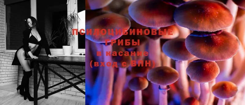 мега зеркало  Владимир  Псилоцибиновые грибы MAGIC MUSHROOMS 